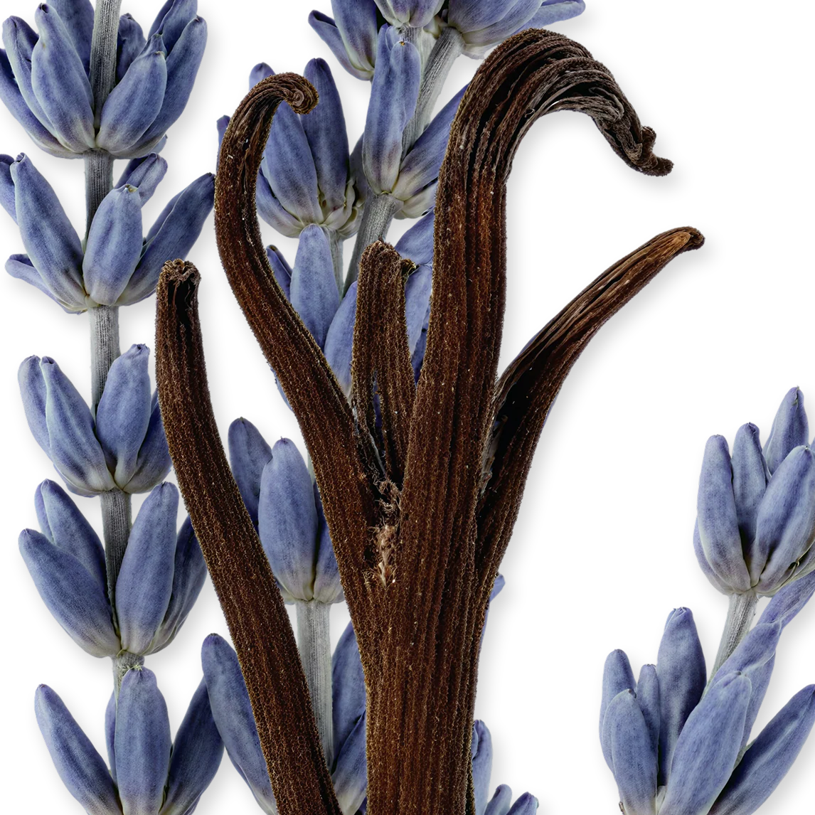 PARFUMS de MARLY Layton Exclusif