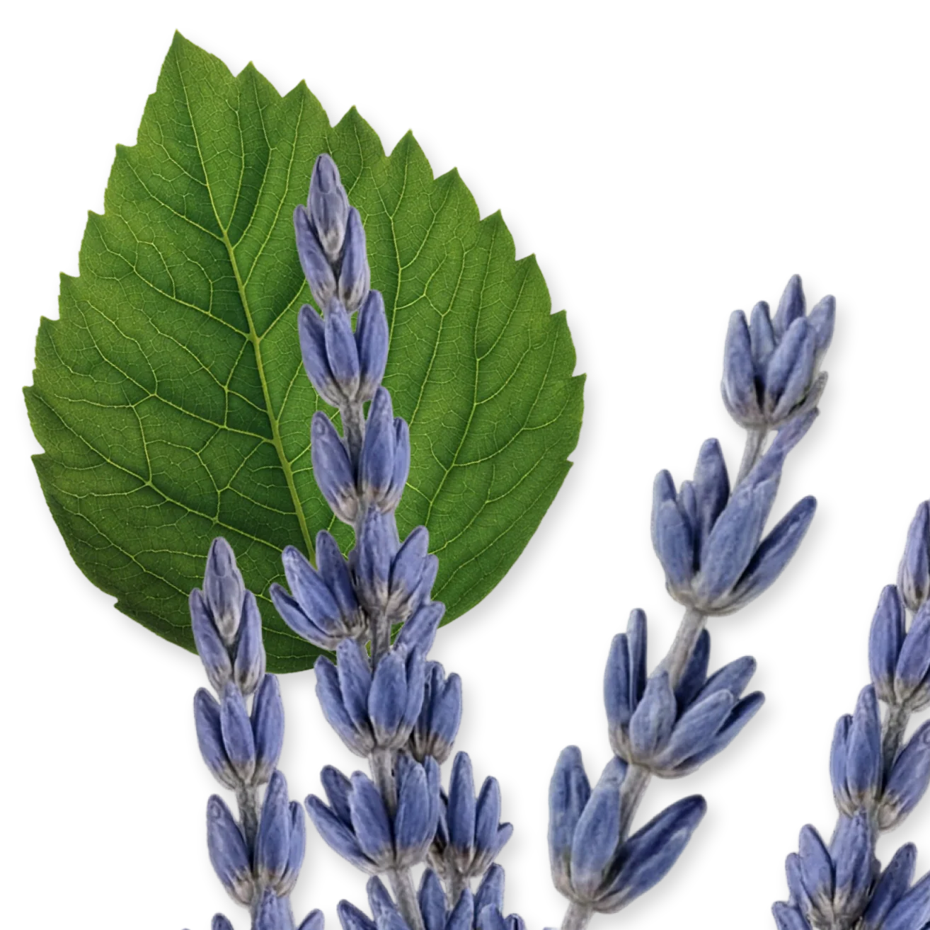 PARFUMS de MARLY LAYTON