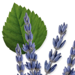 PARFUMS de MARLY LAYTON