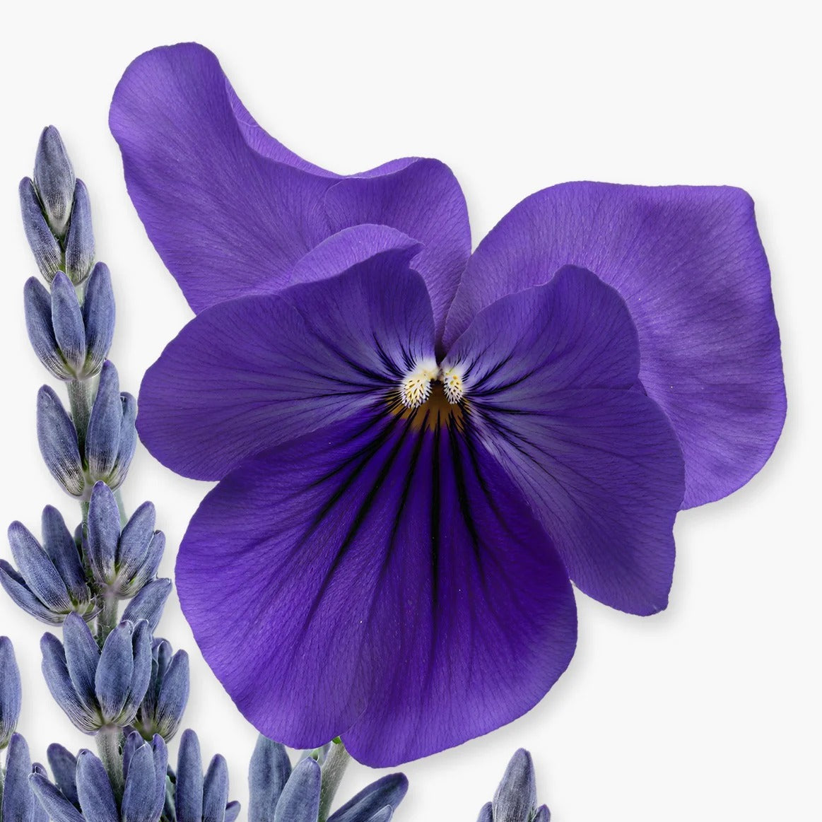 Parfums de Marly PALATINE EDP 75 ml women Perfume