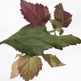 Hermes Twilly d'Hermes Eau Poivree 85 ML