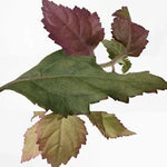 Hermes Twilly d'Hermes Eau Poivree 85 ML